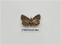 藏品(螟蛾391)的圖片